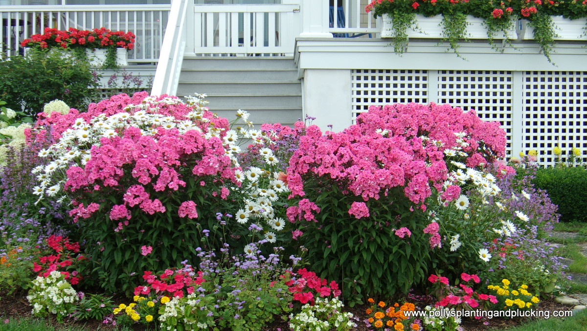 Summer perennial garden in full bloom